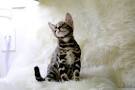 17 Best asian leopard cat images | Asian leopard cat ...