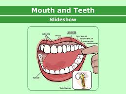 Maybe you would like to learn more about one of these? Mouth And Teeth