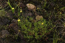 Image result for Ursinia montana