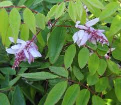Image result for Indigofera dimidiata