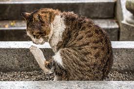 Jul 2018 | online resource. Staph Infection In Cats Symptoms Causes Diagnosis Treatment Recovery Management Cost