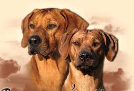 Image result for rhodéský ridgeback