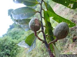 Image result for Myristicaceae