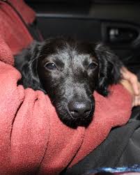 👩🏽‍❤️‍👨🏻🐶