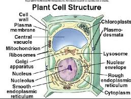 Are you looking for the best images of plant cell drawing with labels? Draw And Label A Typical Plant Cell Shefalitayal