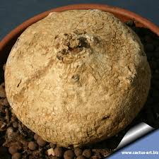 Image result for Raphionacme procumbens