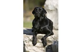 Image result for labrador retrívr