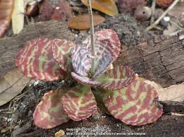 Photo Of Kalanchoe Kalanchoe Humilis Desert Surprise Uploaded By Plantladylin Plants Cactus And Succulents Succulents