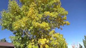 Image result for Fraxinus velutina