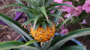 If you live in a colder climate, plant yours in a warm area of the house near a window. Growing Pineapple Melinda Myers