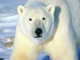 Pin On Endangered Animals For Kids