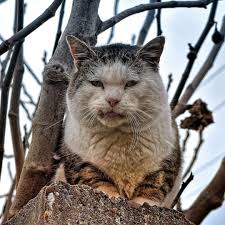 stihotvorenie kak rasskaz ot lica kota kotorogo brosili na dache ostaviv odnogo na zimu kot pri etom ne obidelsya dazhe kogda samye milye zhivotnye kot kotyata