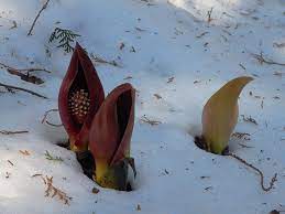 Have you ever heard of the. 9 Of The Worst Smelling Flowers In The World