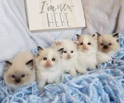 The ragdoll is a moderately active cat. Ragdoll Kittens For Sale Angelgirl Ragdolls