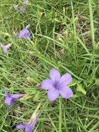 Image result for Launaea violacea