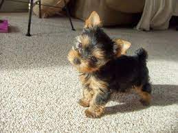Pin By Jessi Lynn On My Future Babies Cute Baby Animals Cute Animals Baby Animals