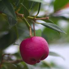 Monterey bay seaweeds farms west coast dulse, ogo and sea lettuce for creative chefs across the country. Wholesale Seeds Eugenia Myritifolia Monterey Bay Brush Cherry Mistletoe Carter Seeds