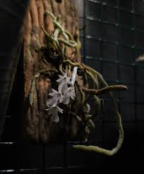 Image result for Microcoelia obovata