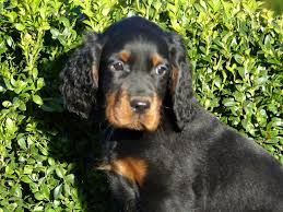Unsere 3 schönen& gesunden welpen in blue und black brindle suchen noch ein zuhause. Gordon Setter Welpen Gorden Setter Hunde Welpen Zucht