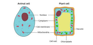 Some interact plants and animals depend on each other for several reasons, including production of. Igcse Biology Quiz On Plant And Animal Cells Proprofs Quiz