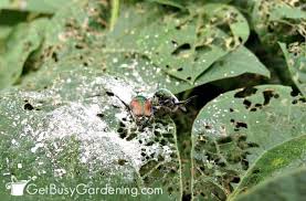 (wear gloves to minimize the ick factor if you're squeamish.) Natural Garden Pest Control Remedies And Recipes Get Busy Gardening