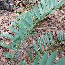 Image result for Zamia furfuracea