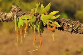 Image result for Oberonia