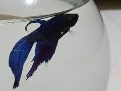 With large personalities and beautiful flowing fins, betta fish instantly become our friends the moment we find the perfect one and bring them home. Sudden Betta Death