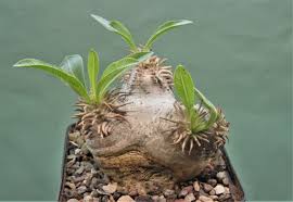 Image result for Stathmostelma fornicatum