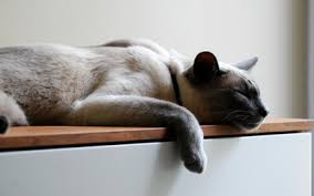 Rapid breathing can also be caused by pain, stress, fever, overheating. Home Breathing Rate Evaluation Vca Animal Hospital