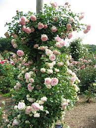 Climbing roses also offer a wide array of possibilities in terms of color, flowers (single or double), fragrance, disease resistance, etc. The Pierre De Ronsard Rose Old Fashioned Romance Modern Style
