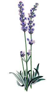 Elegant Lavender Wedding Invitation Zazzle Com Lavender Plant Flower Images Flower Clipart
