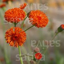 Image result for Emilia coccinea