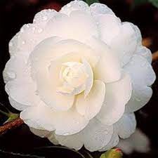 Shrubs Plants Trees Pretty Flowers Beautiful Flowers Camellia Flower