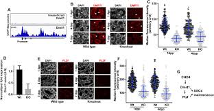Selain tes kraepelin ada juga tes yang sama dasar dan tujuan yang di inginkan dari tes tersebut, yaitu tes pauli atau paulin.tes ini sama sama tes menjawab. Chd4 Nurd Controls Mouse Neonate Spermatogonia Survival Biorxiv