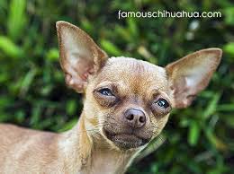 You may notice that as your dog gets closer to full term, she exhibits nesting behavior and a tendency to withdraw or retreat. Helpful Chihuahua Information And Facts Chihuahua Owners Should Know Famous Chihuahua