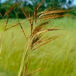 Image result for Hyparrhenia