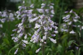 Image result for Sclerochiton hirsutus