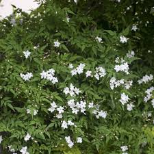 Image result for Jasminum officinale