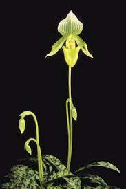Paphiopedilum Maudiae Care Types Of Orchids Paphiopedilum Orchids