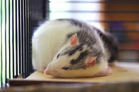 How much is a pet rat at petco? How Much Does It Cost To Own A Pet Rat In 2021 Pet Keen