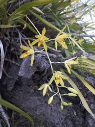Image result for Ansellia africana
