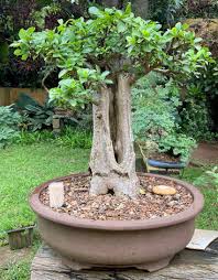 Image result for Adansonia digitata