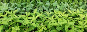 Image result for Verbena × teasii