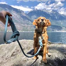 Maximum discount $20 off $80 or more of all hill's science diet brand products. 7 Sustainable Dog Collars And Leashes For Your Next W A L K