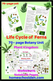 Life Cycle Of Ferns Worksheets Fern Life Cycle Botany Homeschool Science Curriculum