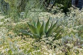 Image result for Eriosema angolense