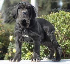 The perfect pieces in the purple pond. Mastino Napoletano Geschichte Charaktereigenschaften Und Verhaltensweisen