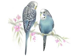 T156 Blue Budgie Parakeet Pair Birds Oiseaux