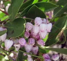 Image result for Adenocarpus mannii